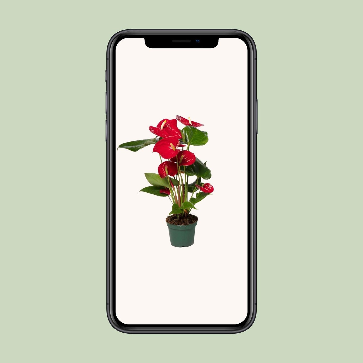 Flamingoblume Rot – Pflegeleichte Zimmerpflanze Ø17cm