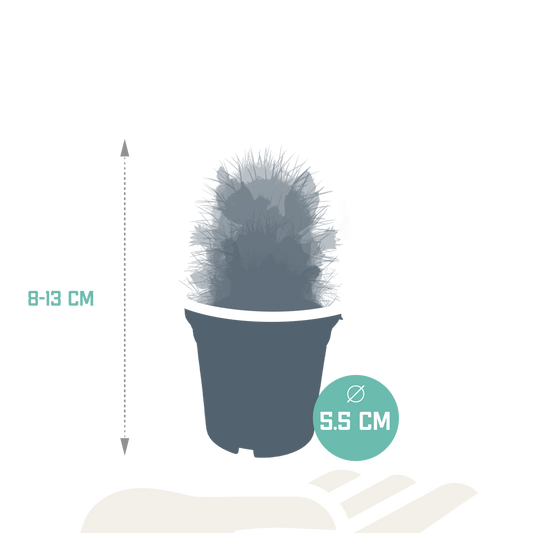 Blühende Kakteenmischung 5er-Set im 5,5 cm Topf