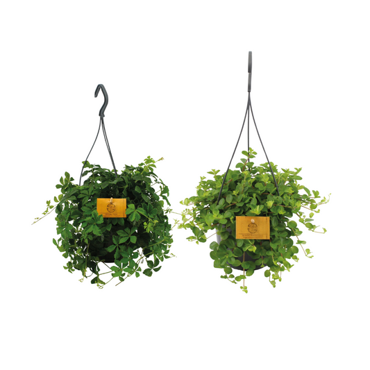 Hängepflanzen-Duo – 2 pflegeleichte Zimmerpflanzen Ø15cm