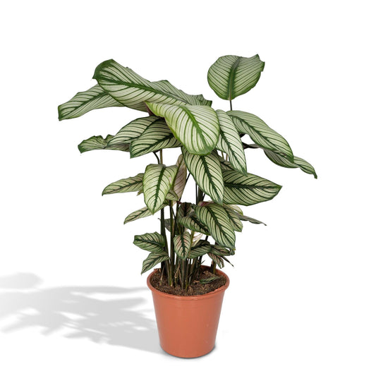 Calathea Whitestar – Pfauenpflanze 50 cm im 19 cm Topf