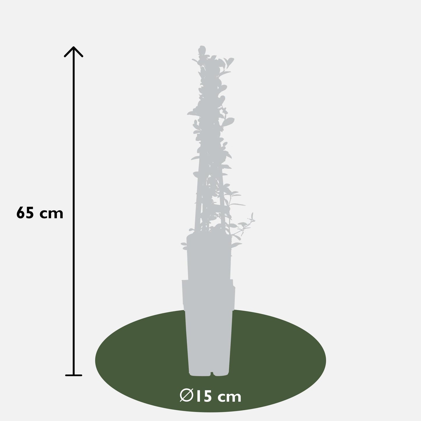 Feuerdorn 'Soleil d'Or' – Pflegeleichter Vogelnährstrauch 65 cm