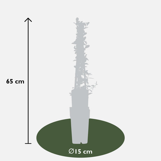 Feuerdorn 'Soleil d'Or' – Pflegeleichter Vogelnährstrauch 65 cm