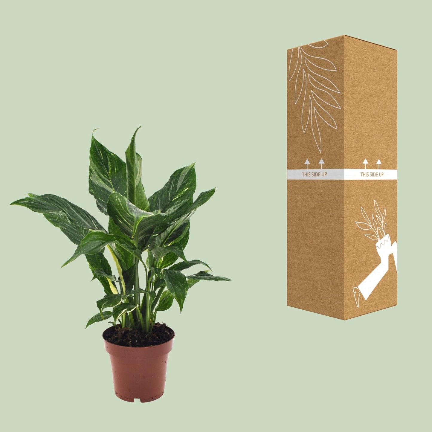 Friedenslilie Spathiphyllum Ø12cm, 40cm hoch – pflegeleicht & luftreinigend