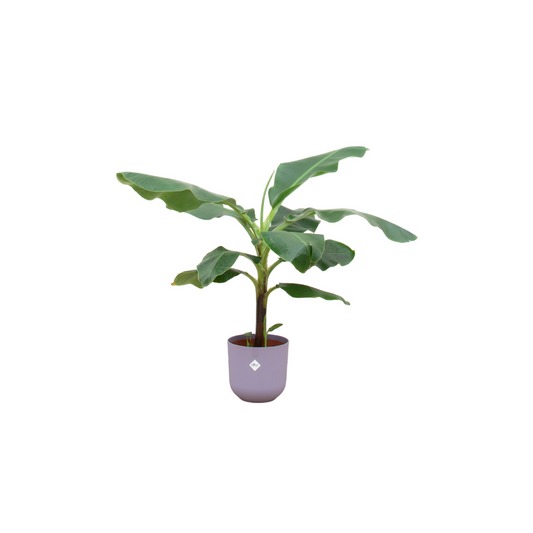 Bananenpflanze (Musa) mit Elho Jazz Round lila Ø23 – 100 cm