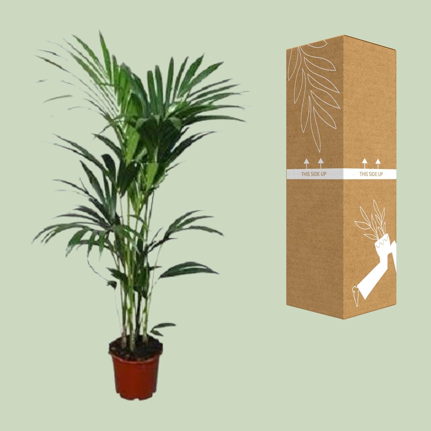 Howea forsteriana – Kentia-Palme Ø21cm, ca. 120cm hoch