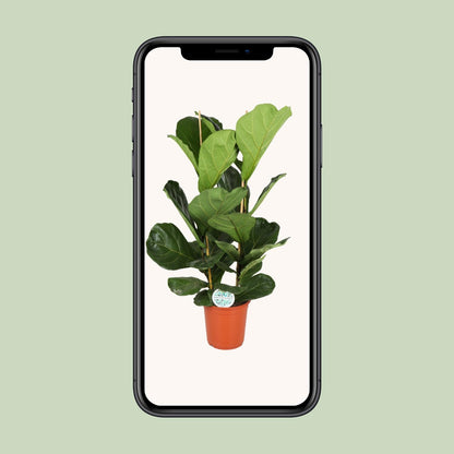 Ficus Lyrata – Große, pflegeleichte Zimmerpflanze Ø24cm