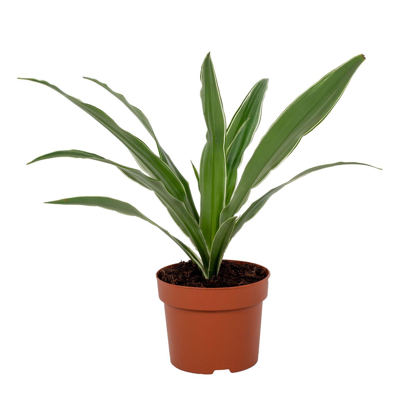 Dracaena Warneckei – Luftreinigende Zimmerpflanze Ø12cm