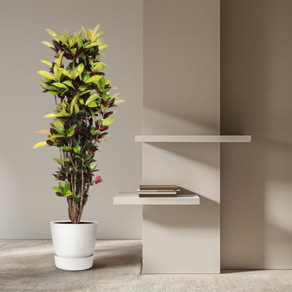 Codiaeum Iceton (Croton) – 190 cm, Ø 45 cm – Bunte Zimmerpflanze