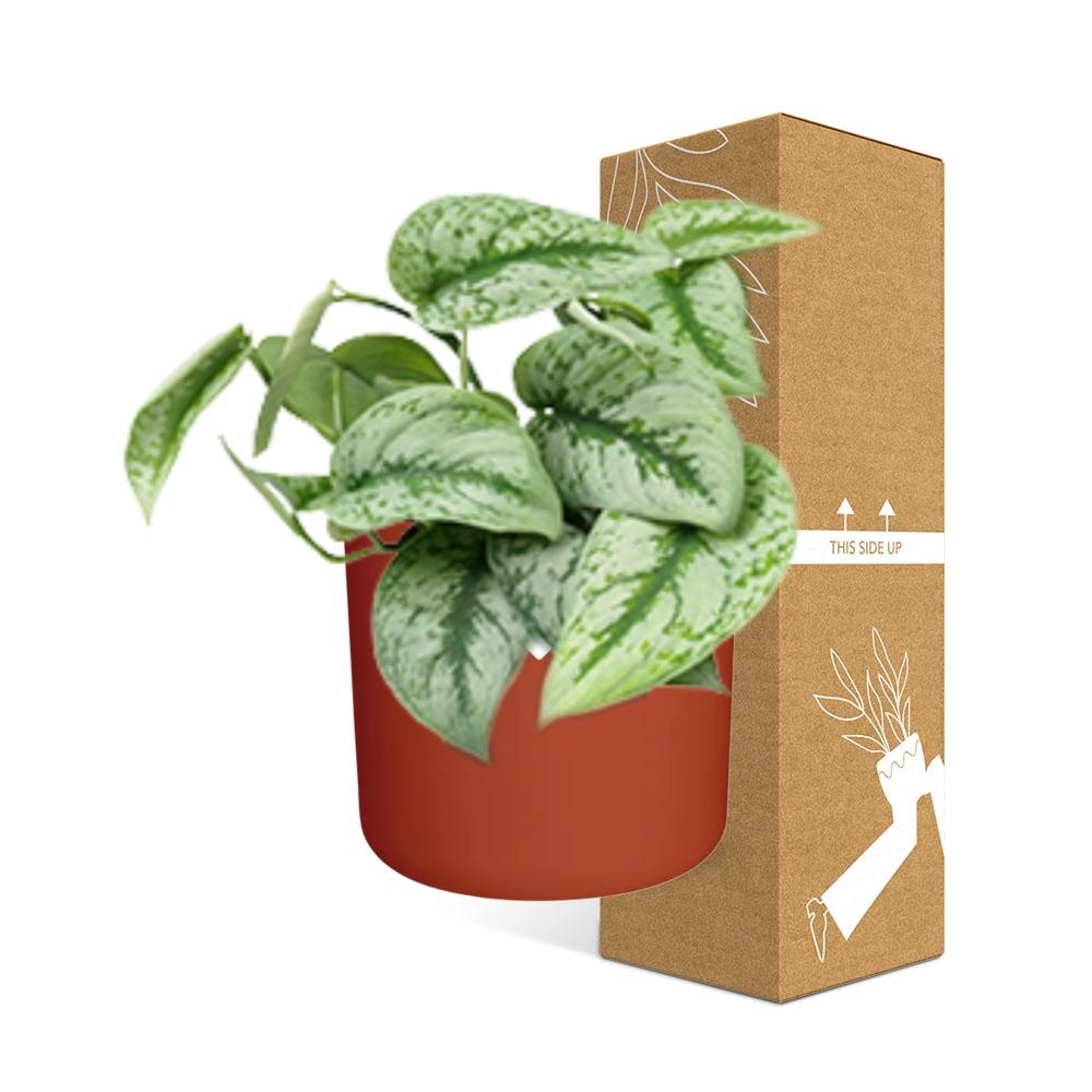 Scindapsus Pictus ‘Trebie’ – pflegeleichte Zimmerpflanze 14cm