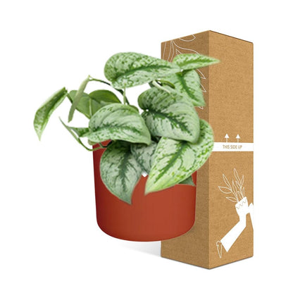 Scindapsus Pictus ‘Trebie’ – pflegeleichte Zimmerpflanze 14cm
