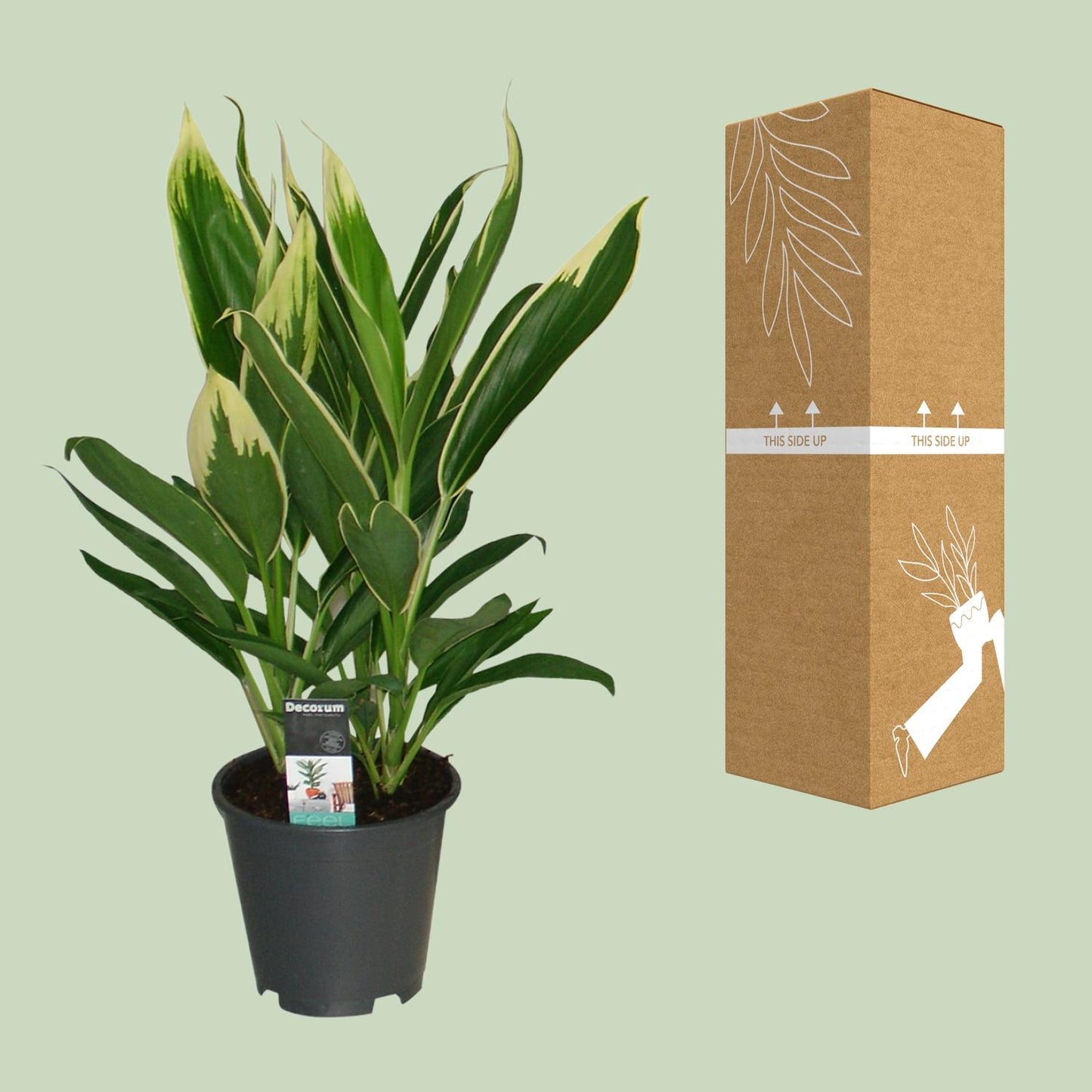 Cordyline New Conga – Pflegeleichte Zimmerpflanze Ø19cm