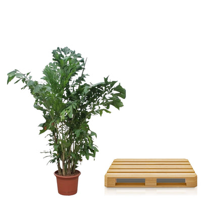 Caryota Mitis - Fischaal-Palme, 220 cm, Ø45 cm