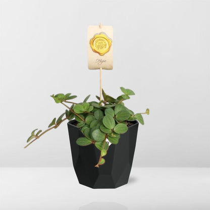 Peperomia ‘Hope’ – Pflegeleichte Zimmerpflanze im 14cm Topf
