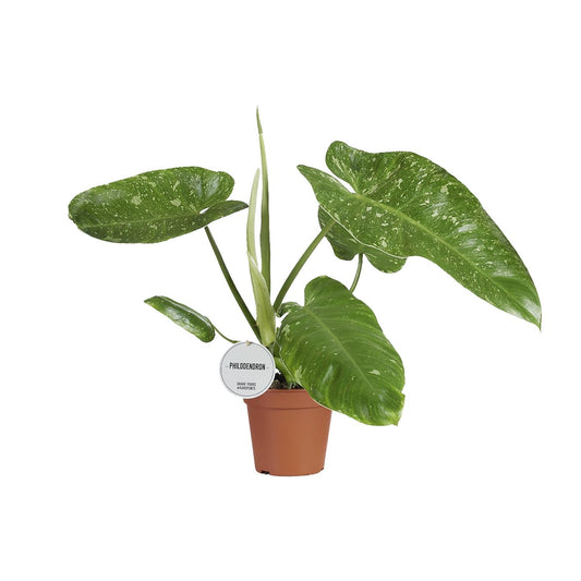 Philodendron Jose Buono – Pflegeleichte Zimmerpflanze Ø15cm