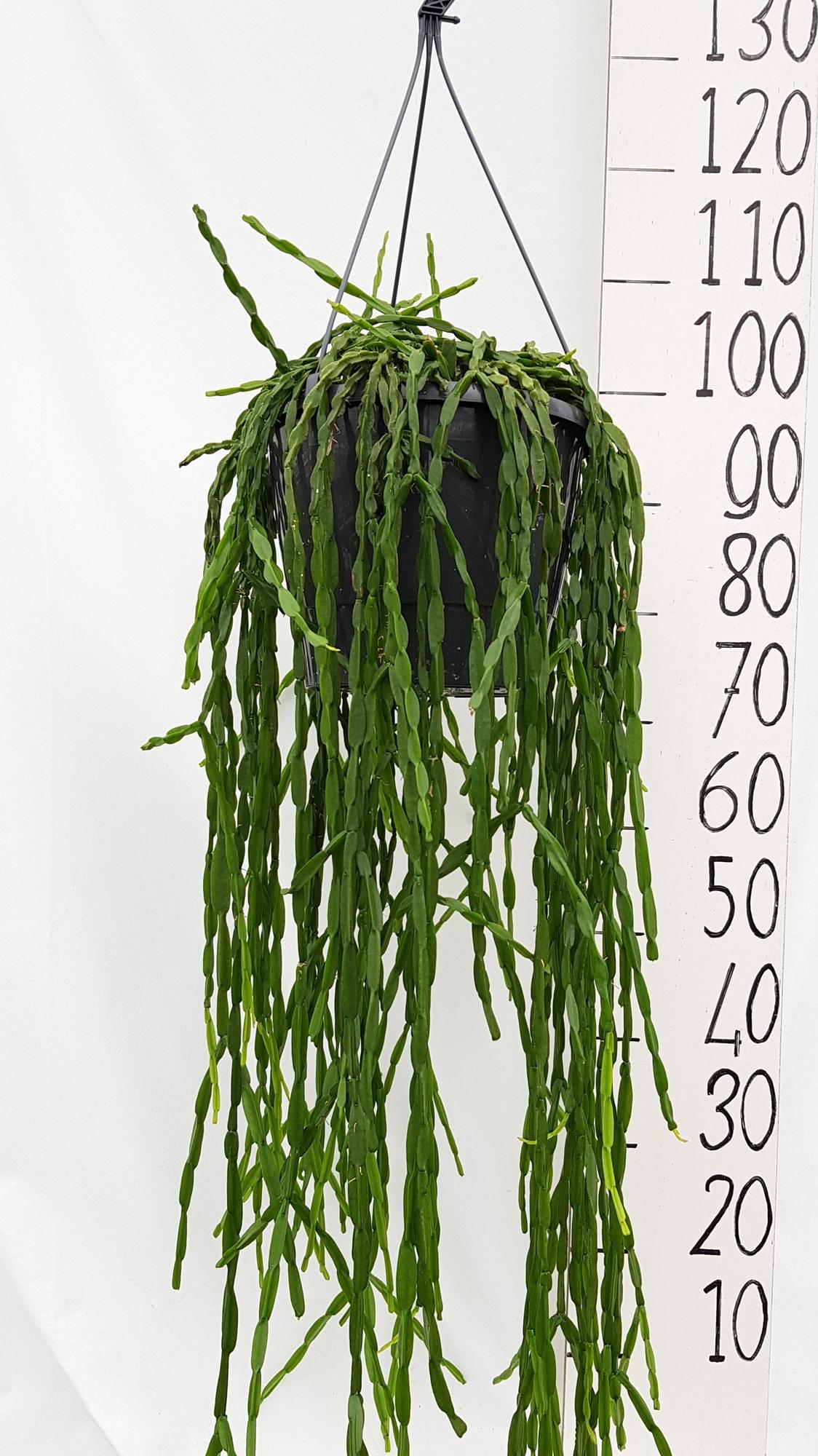 Rhipsalis Paradoxa – Pflegeleichte Trendpflanze Ø25cm
