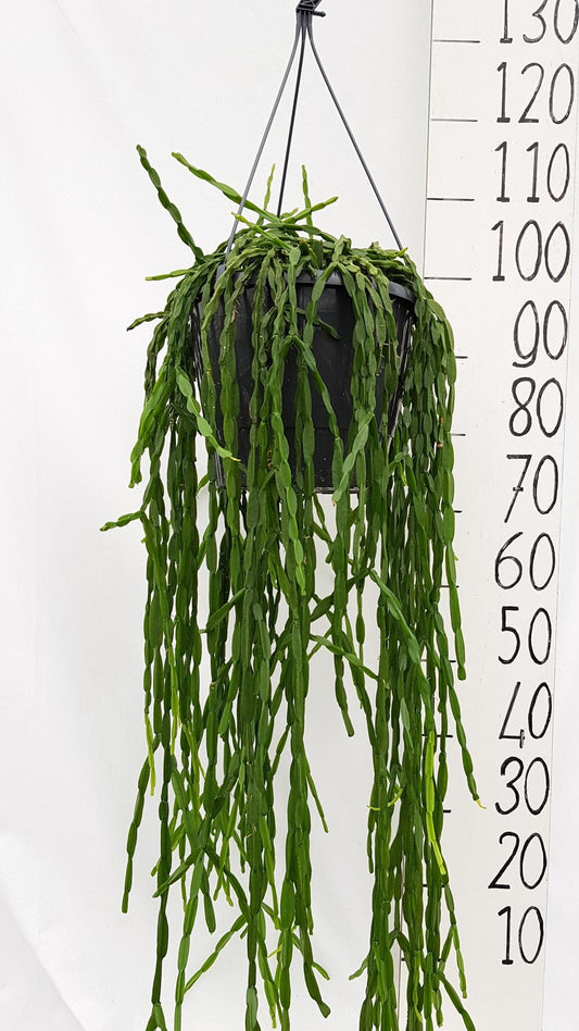 Rhipsalis Paradoxa – Pflegeleichte Trendpflanze Ø25cm