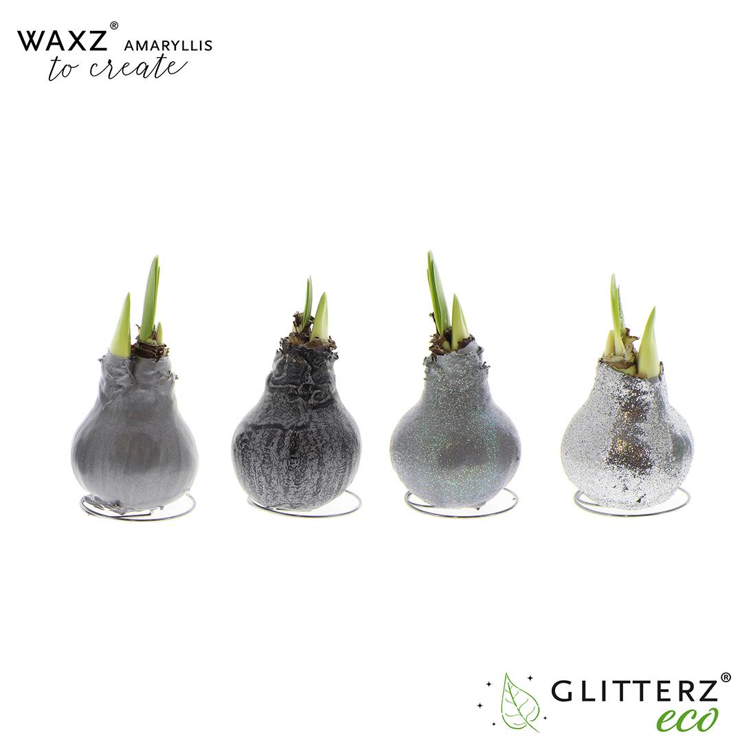 Amaryllis Waxz To Create Silver – 4 Stück, Ø7 cm, Höhe 15 cm
