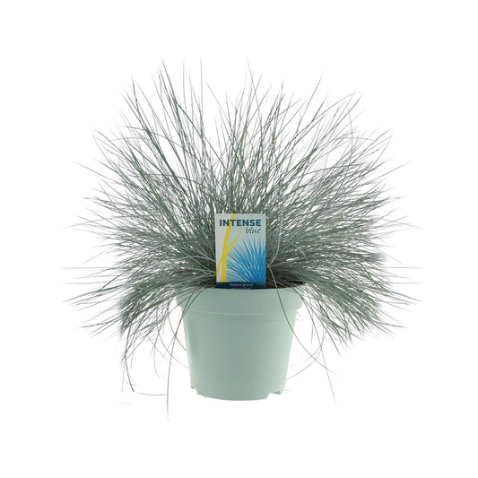 Festuca Glauca Intense Blue® – Pflegeleichtes Ziergras Ø17cm