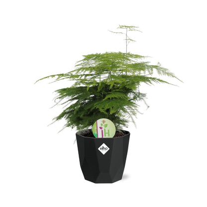 Spargelfarn (Asparagus densiflorus) im 14cm Topf