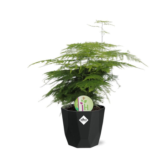 Spargelfarn (Asparagus densiflorus) im 14cm Topf