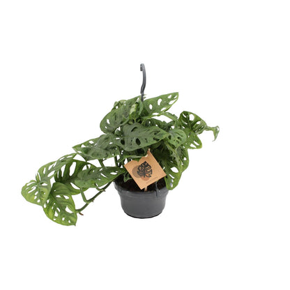 Monstera Monkey Leaf – Pflegeleichte exotische Zimmerpflanze