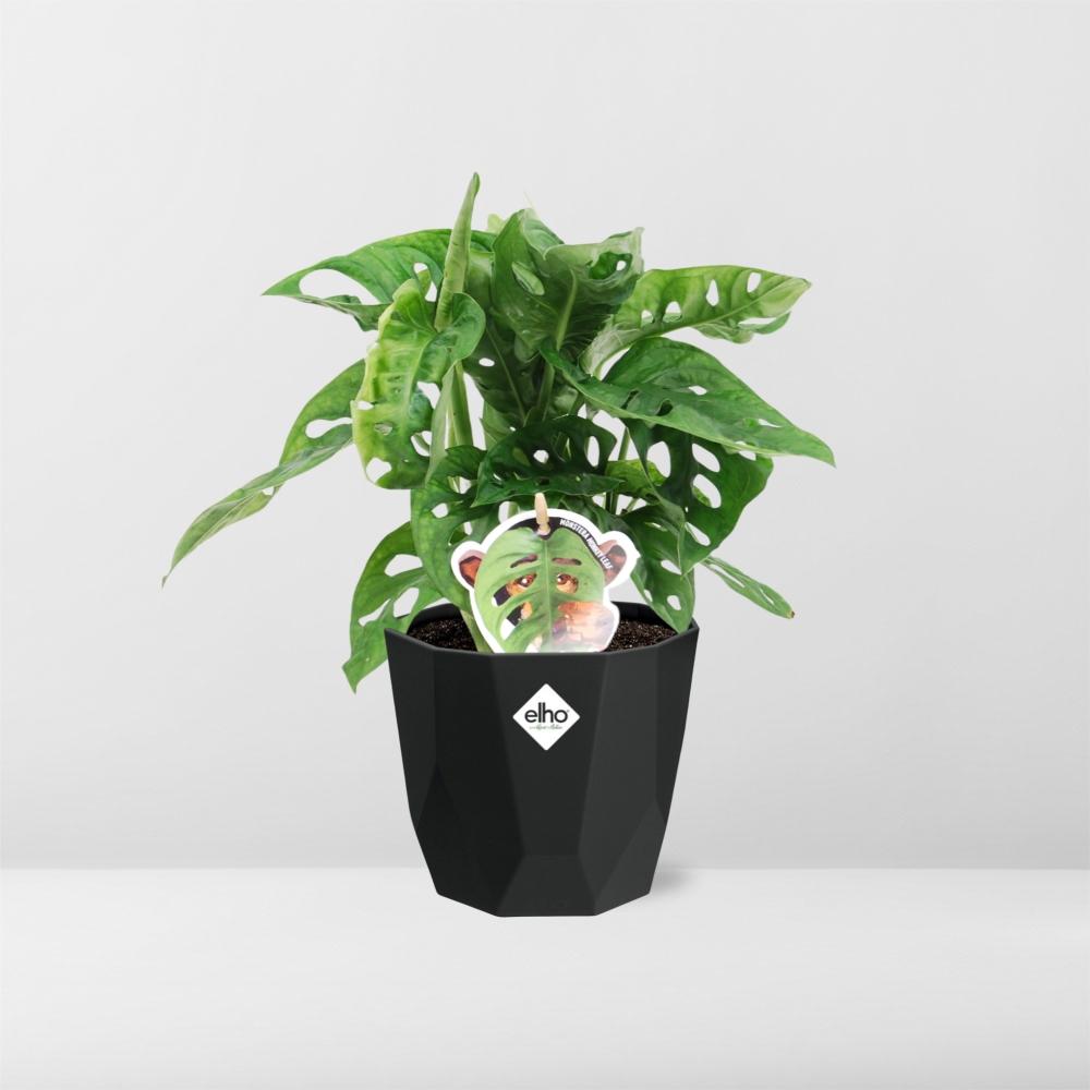 Monstera ‘Monkey Leaf’ – pflegeleichte Zimmerpflanze 14cm