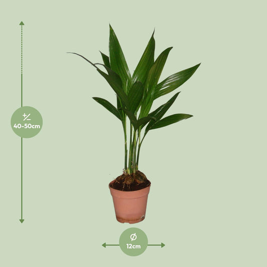Areca Catechu – Tropische, pflegeleichte Zimmerpflanze Ø12cm