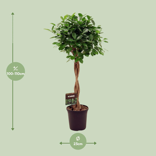 Ficus Microcarpa Moclame – Pflegeleichter Zimmerbaum Ø23cm