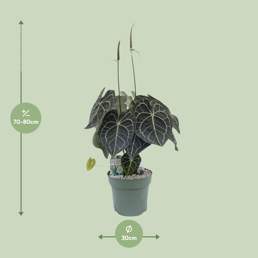 Anthurium Clarinervium – Tropische, pflegeleichte Zimmerpflanze 80 cm