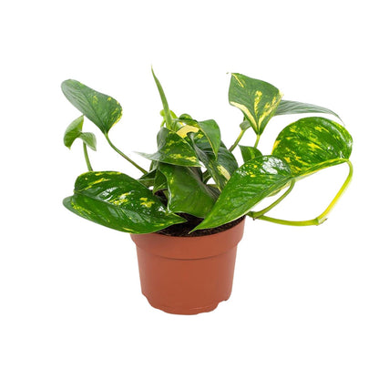 Efeutute 'Hawaiian' Ø12cm – Pflegeleichte Zimmerpflanze
