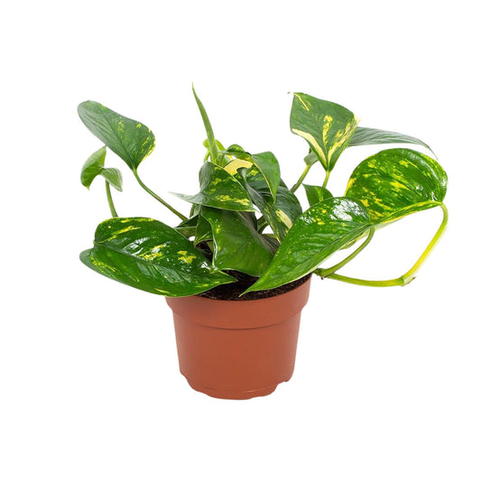 Efeutute 'Hawaiian' Ø12cm – Pflegeleichte Zimmerpflanze
