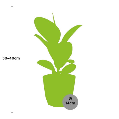 Ficus Elastica ‘Robusta’ – Pflegeleichte Zimmerpflanze 14cm