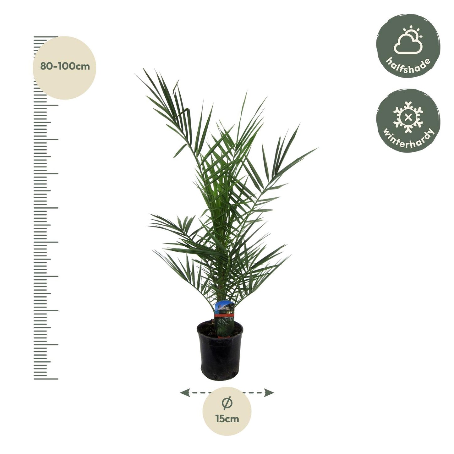 Phoenix Canariensis – Kanarische Dattelpalme 80 cm