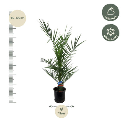 Phoenix Canariensis – Kanarische Dattelpalme 80 cm