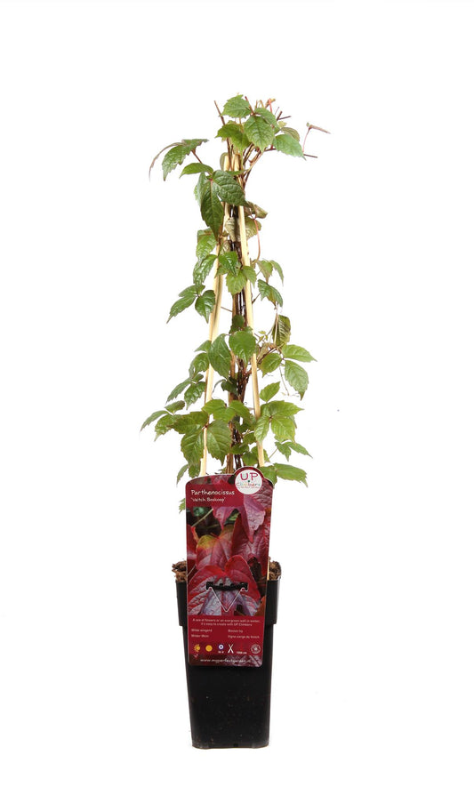 Parthenocissus tricuspidata 'Veitch Boskoop' – Robuster Kletterwein