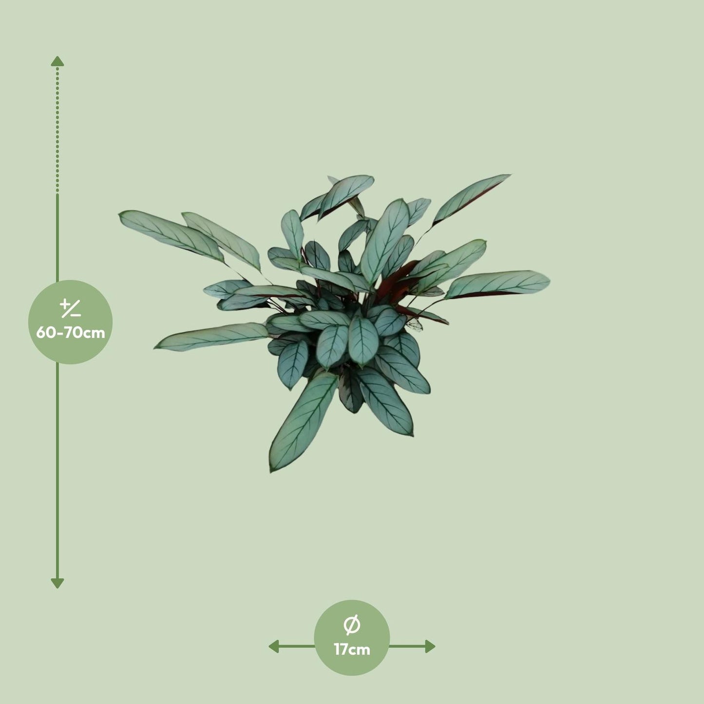 Ctenanthe Oppenheimiana – Nie-Nie-Pflanze Ø17cm, 70cm hoch
