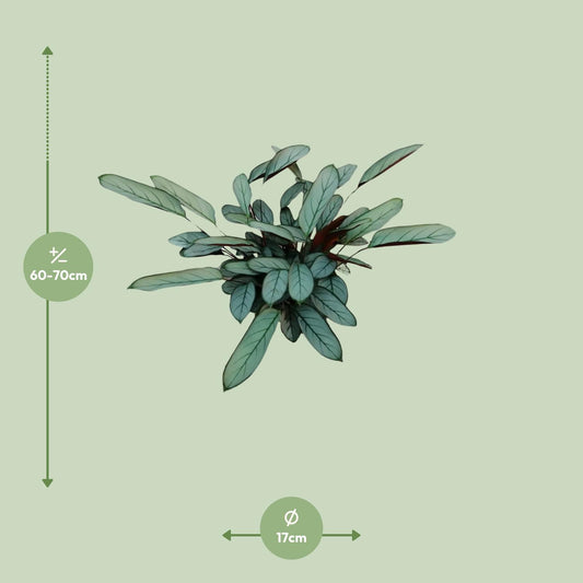 Ctenanthe Oppenheimiana – Nie-Nie-Pflanze Ø17cm, 70cm hoch