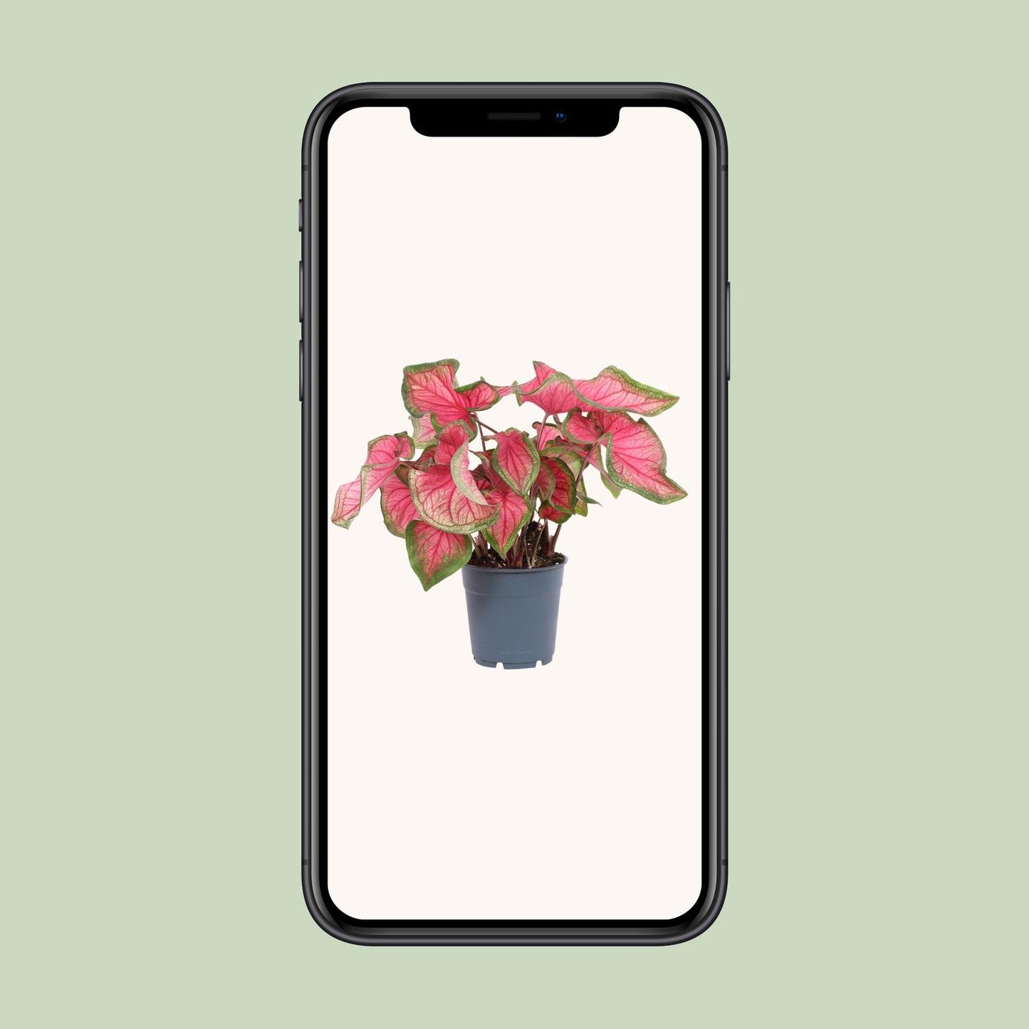 Caladium Sweetheart - Pflegeleichte Engelsflügel Ø12cm
