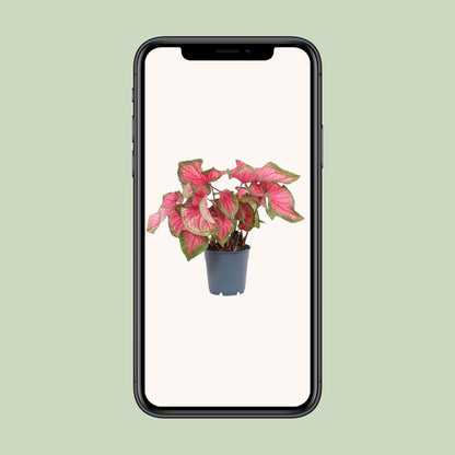 Caladium Sweetheart - Pflegeleichte Engelsflügel Ø12cm
