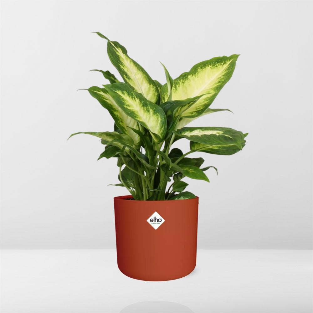 Dieffenbachia ‘Camilla’ in ELHO b.for soft rond 14cm brique