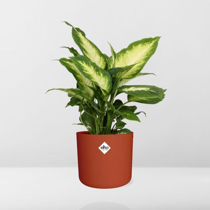 Dieffenbachia ‘Camilla’ in ELHO b.for soft rond 14cm brique