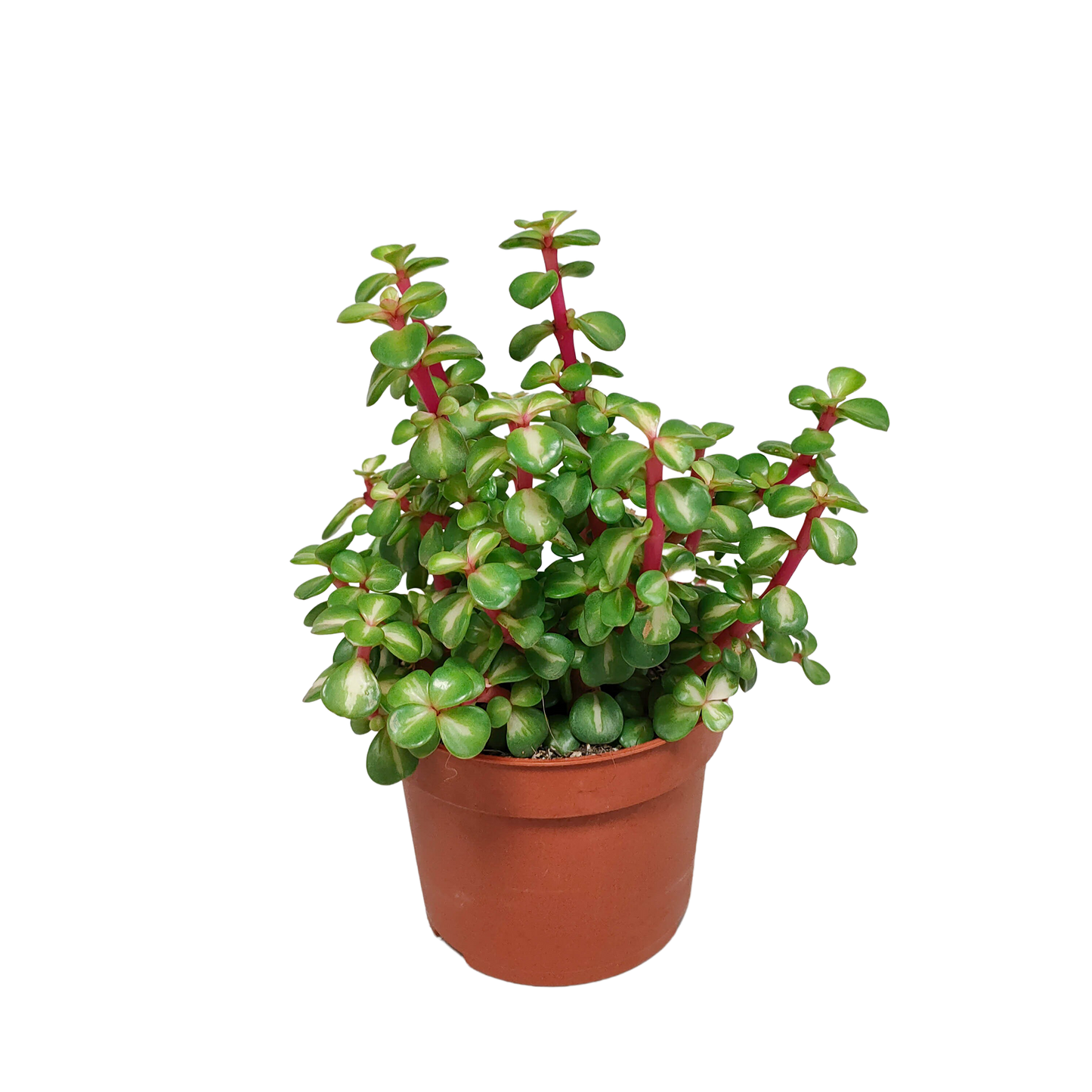 Portulacaria afra mediopicta – pflegeleichte Sukkulente 10,5 cm