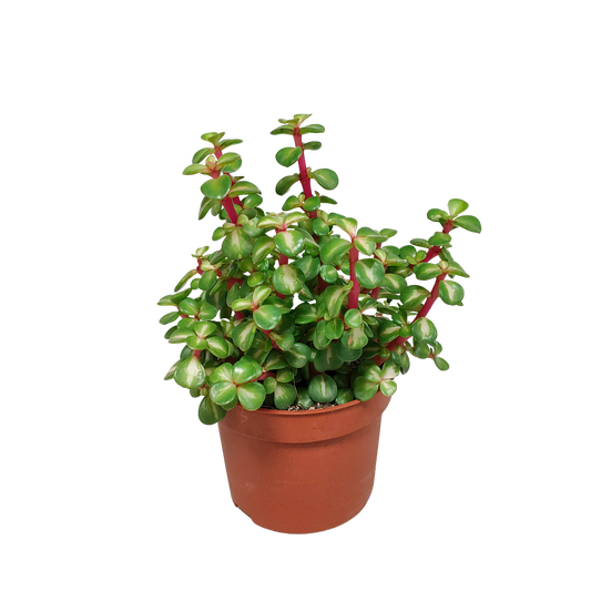Portulacaria afra mediopicta – pflegeleichte Sukkulente 10,5 cm