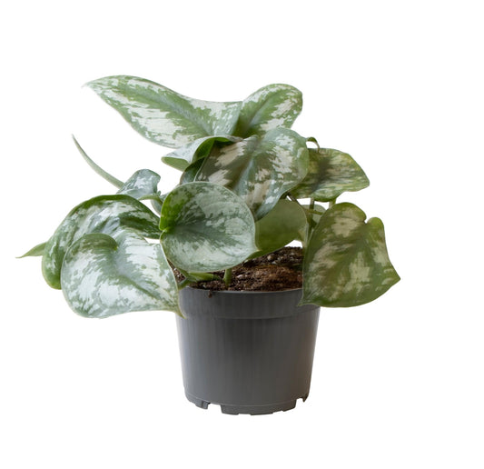 Philodendron Scandens Pictus Trebie – pflegeleichte Zimmerpflanze Ø12cm