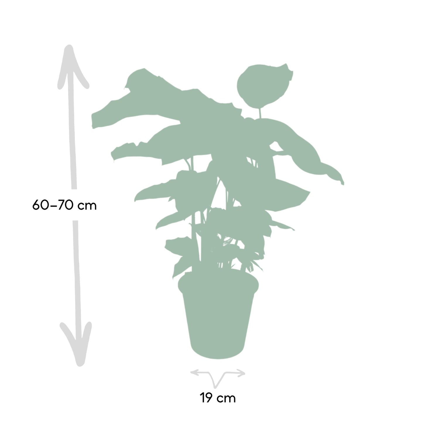 Calathea Whitestar – Pfauenpflanze 50 cm im 19 cm Topf
