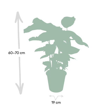 Calathea Whitestar – Pfauenpflanze 50 cm im 19 cm Topf