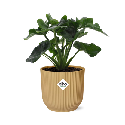 Philodendron Atom in ELHO Vibes Fold 14cm Gelb – Pflegeleicht & Trendpflanze