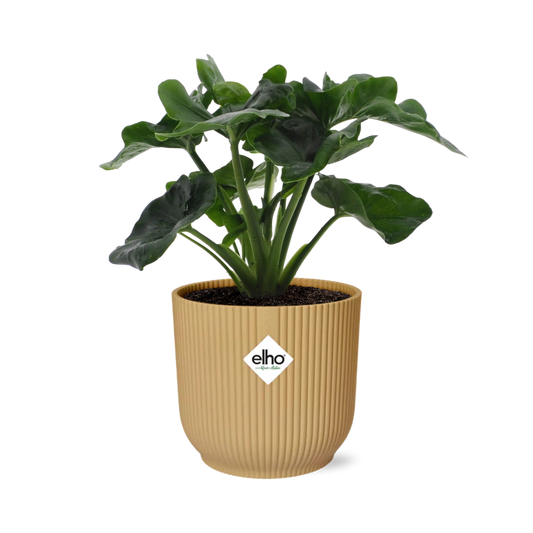 Philodendron Atom in ELHO Vibes Fold 14cm Gelb – Pflegeleicht & Trendpflanze
