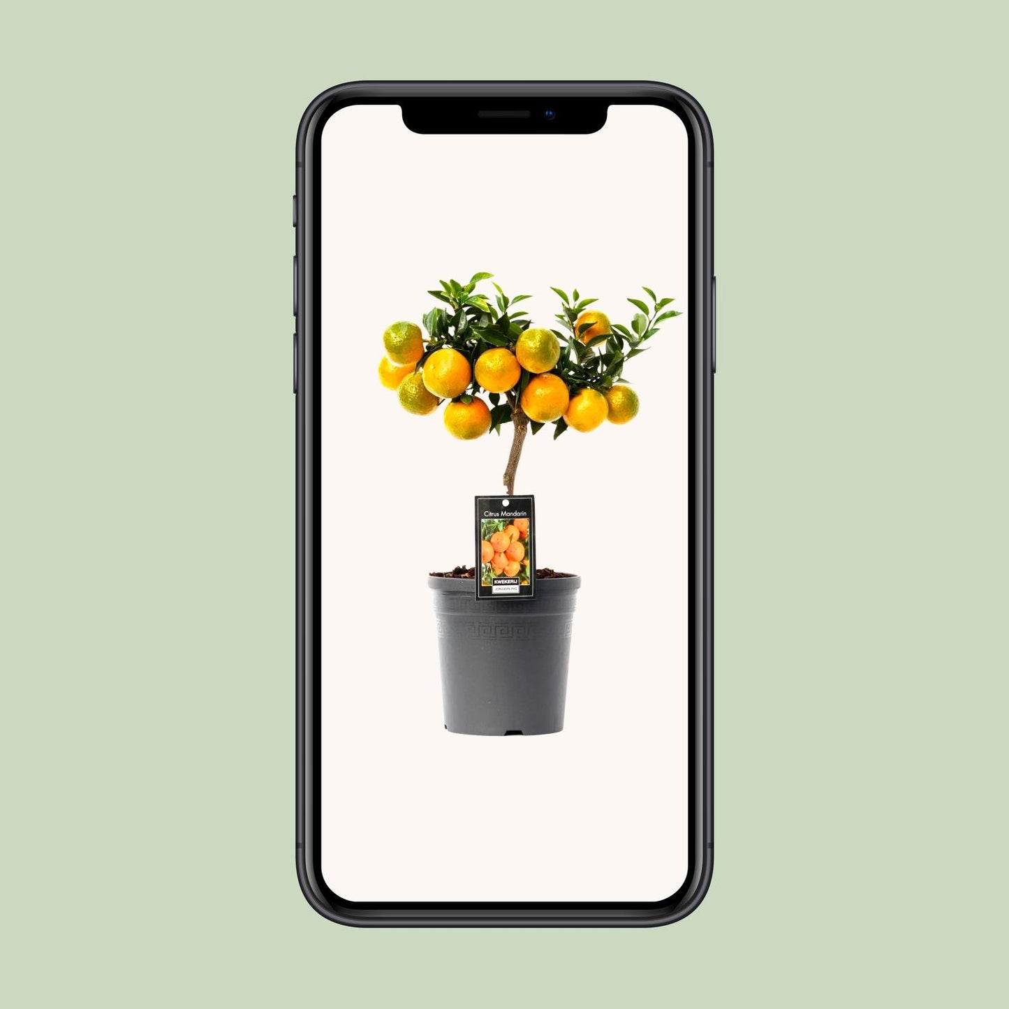 Citrus Mandarin – Pflegeleichter Mandarinenbaum Ø16cm