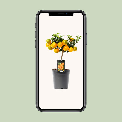 Citrus Mandarin – Pflegeleichter Mandarinenbaum Ø16cm